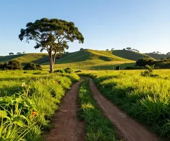 Explorando os Caminhos Rurais de Porto Alegre