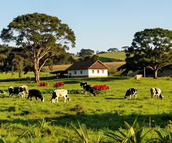 Explorando Sítios e Fazendas em Porto Alegre: Um Guia Completo para o Turismo Rural